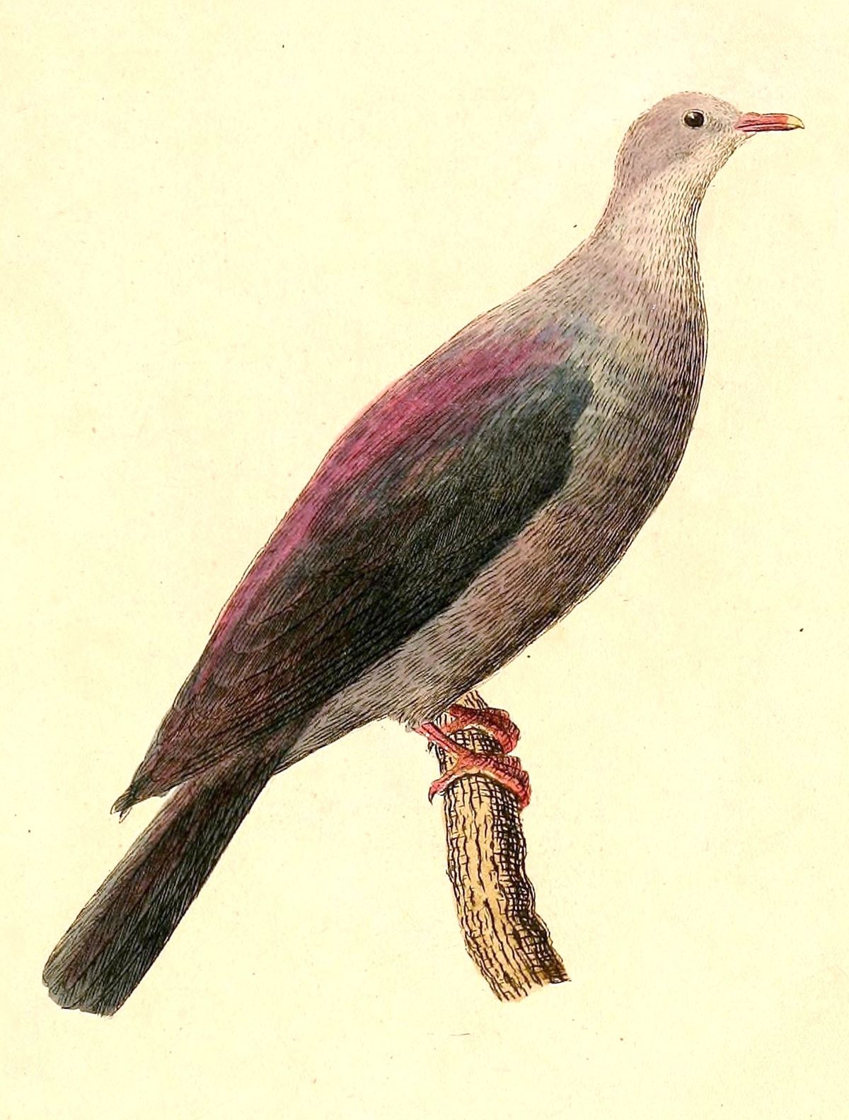 Bonin Wood Pigeon