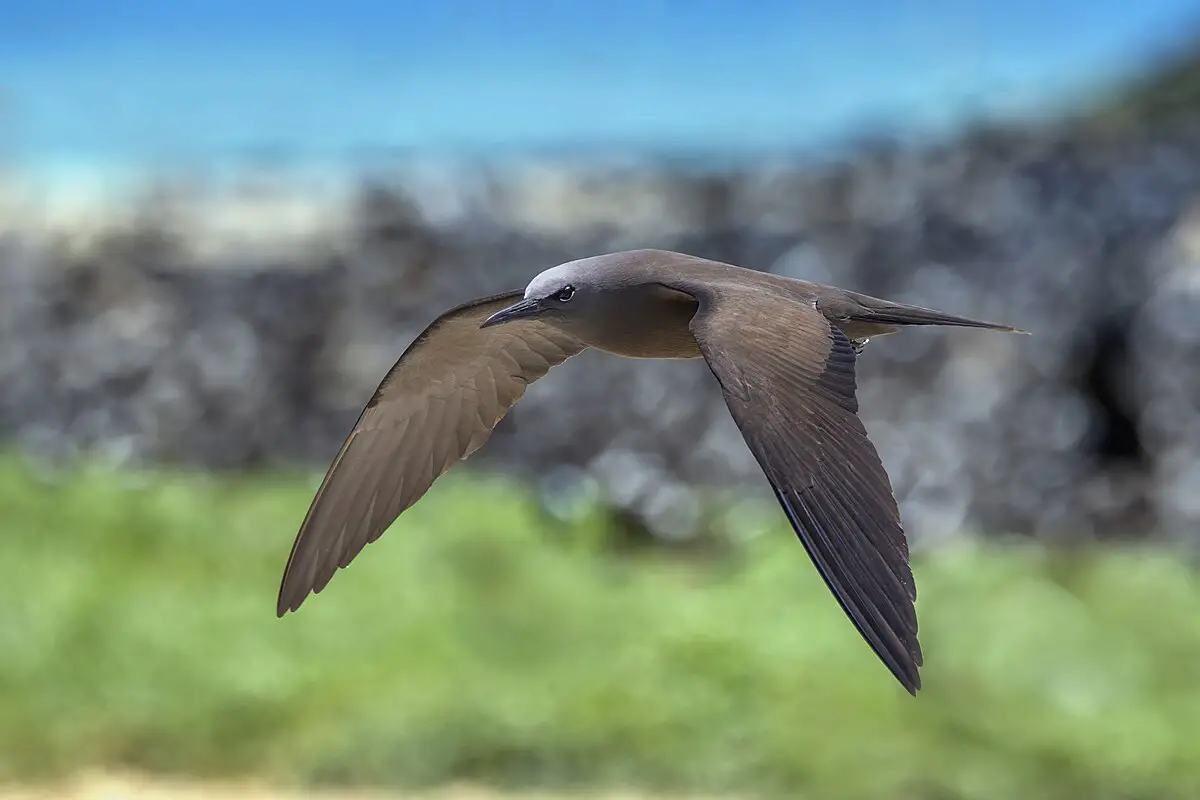 Brown Noddy