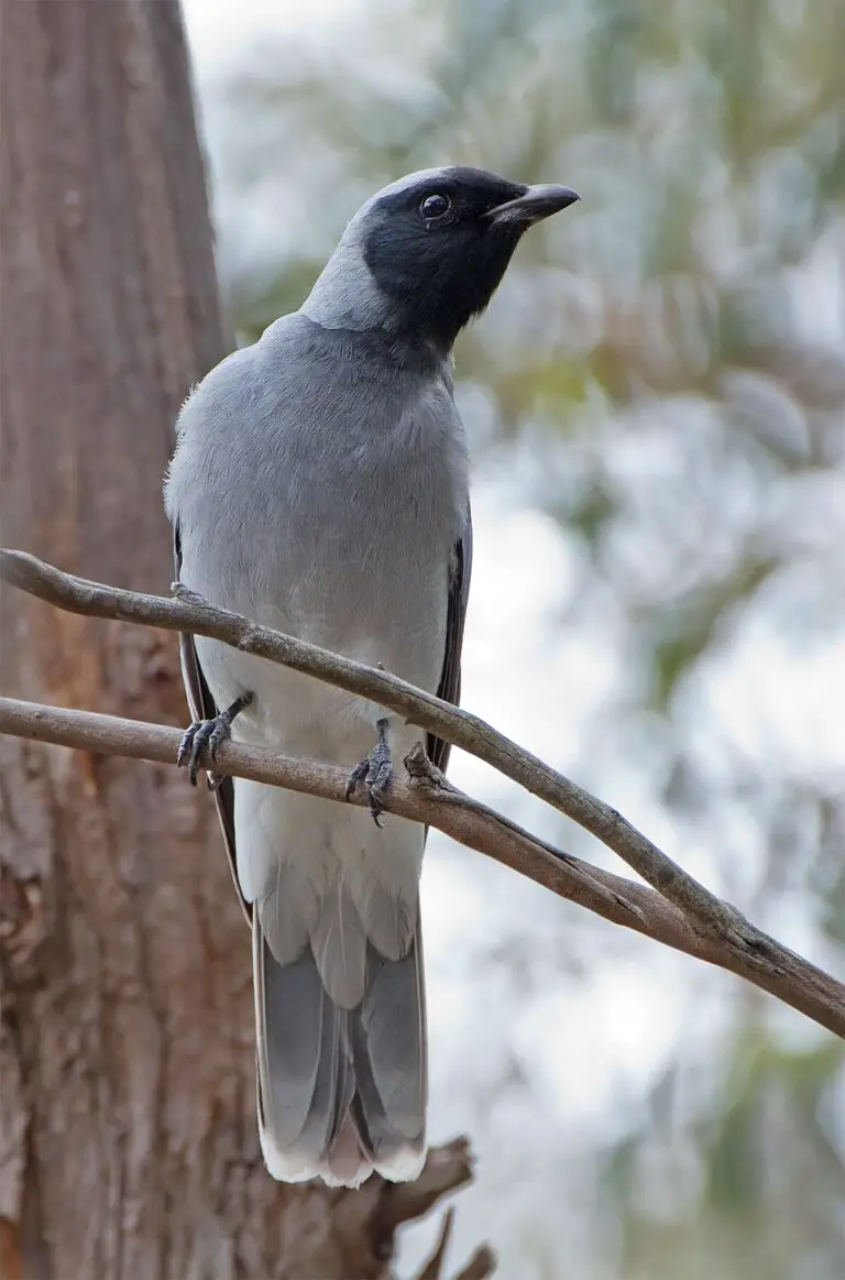 Black-Faced Cuckooshrike