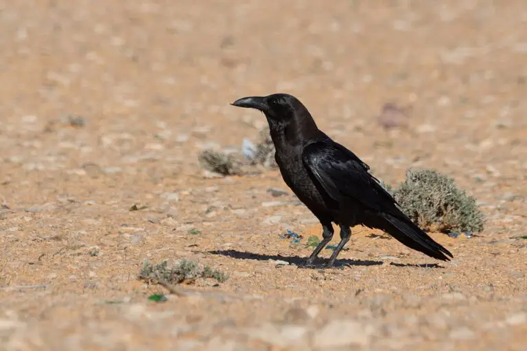 Brown-Necked Raven