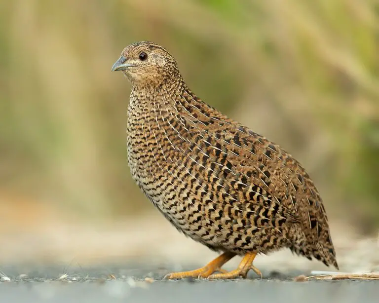 Brown Quail