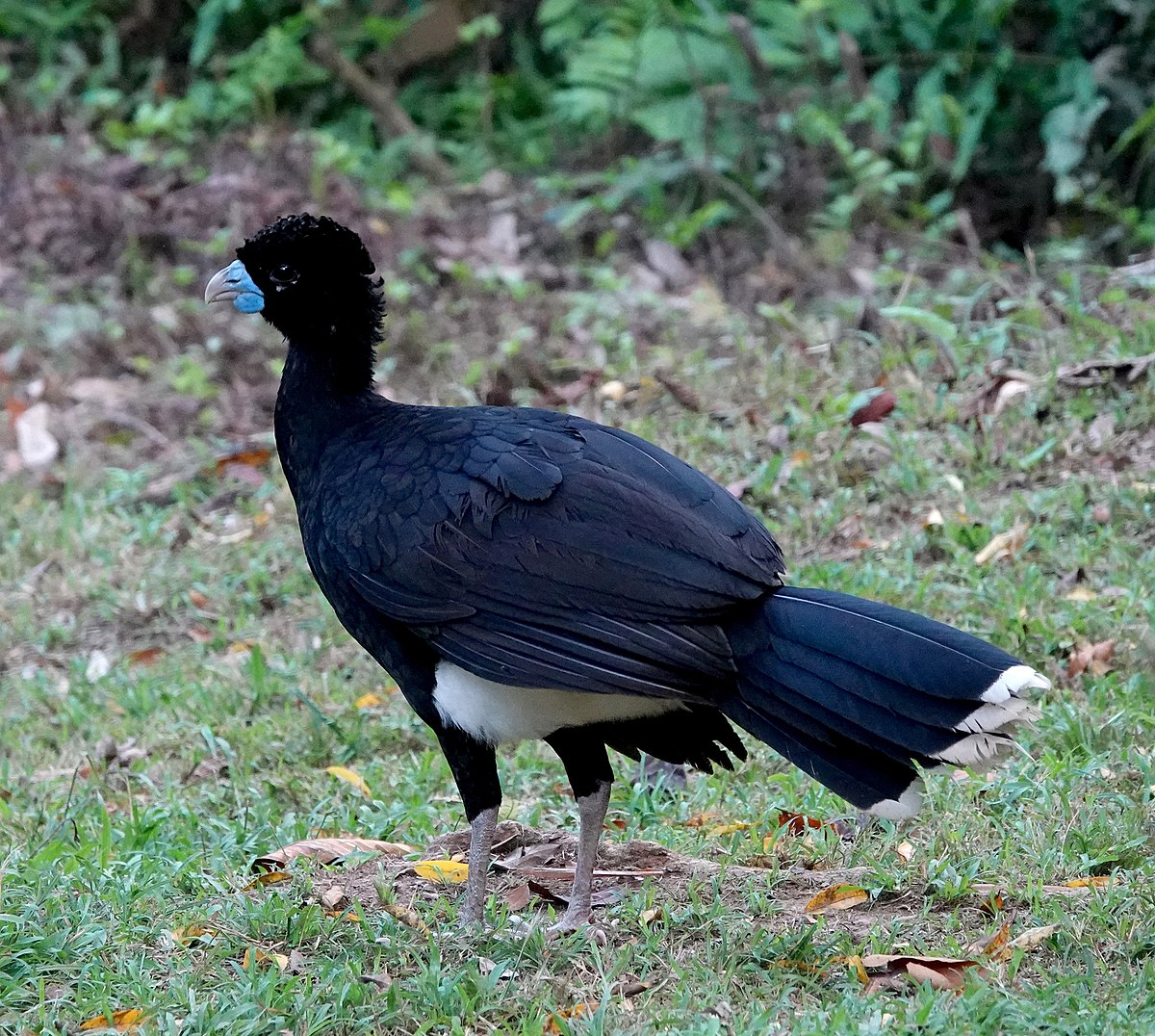 Blue-Billed Curassow