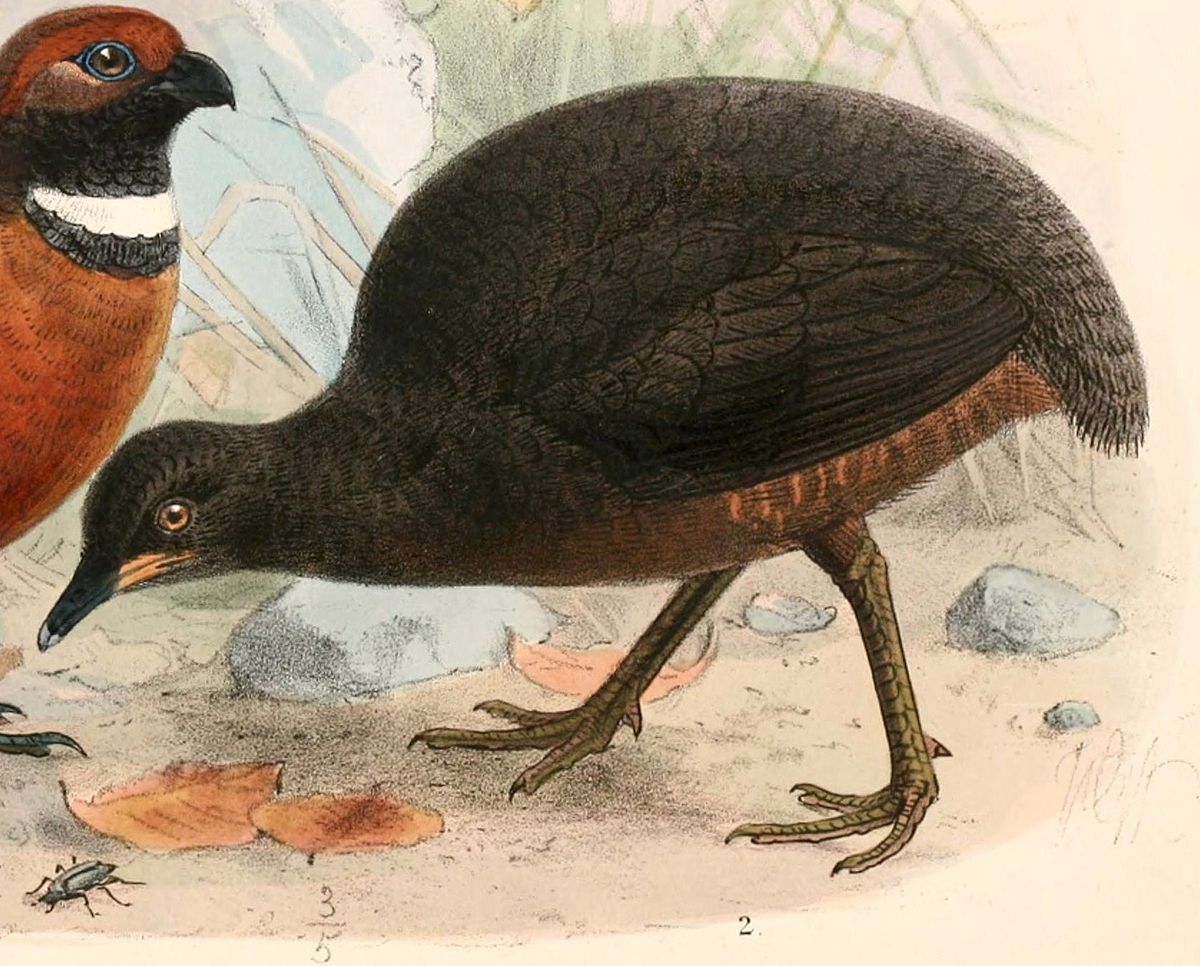 Berlepsch'S Tinamou