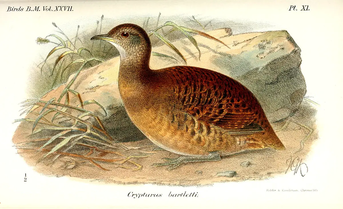 Bartlett'S Tinamou