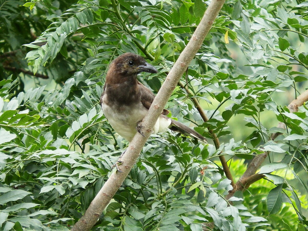 Brown Jay