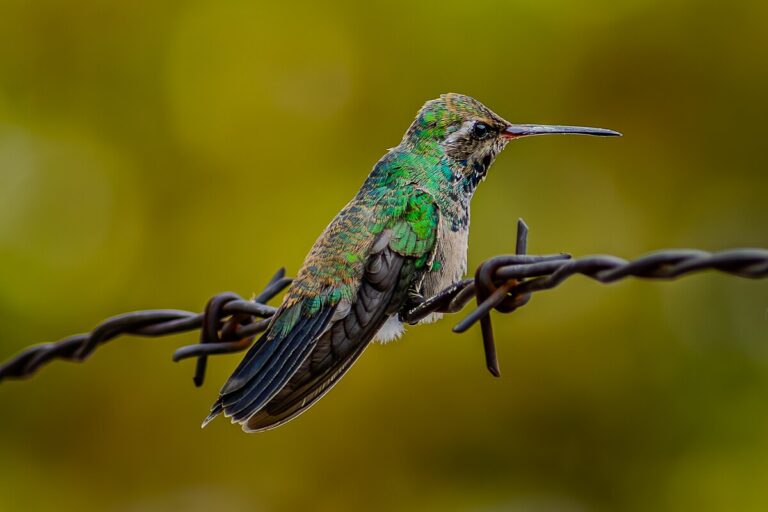 Broad-Billed Hummingbird