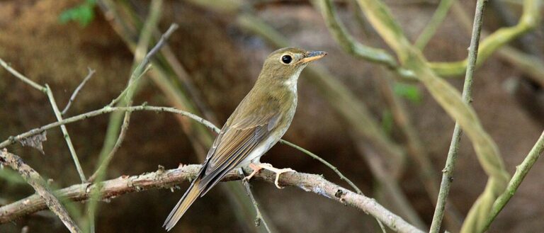 Brown-Chested Jungle Flycatcher