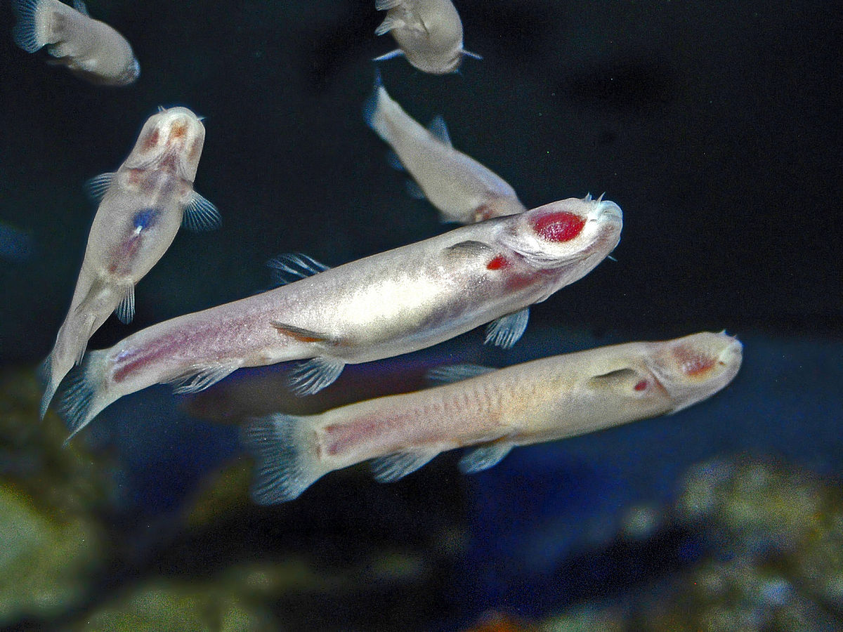 Cavefish