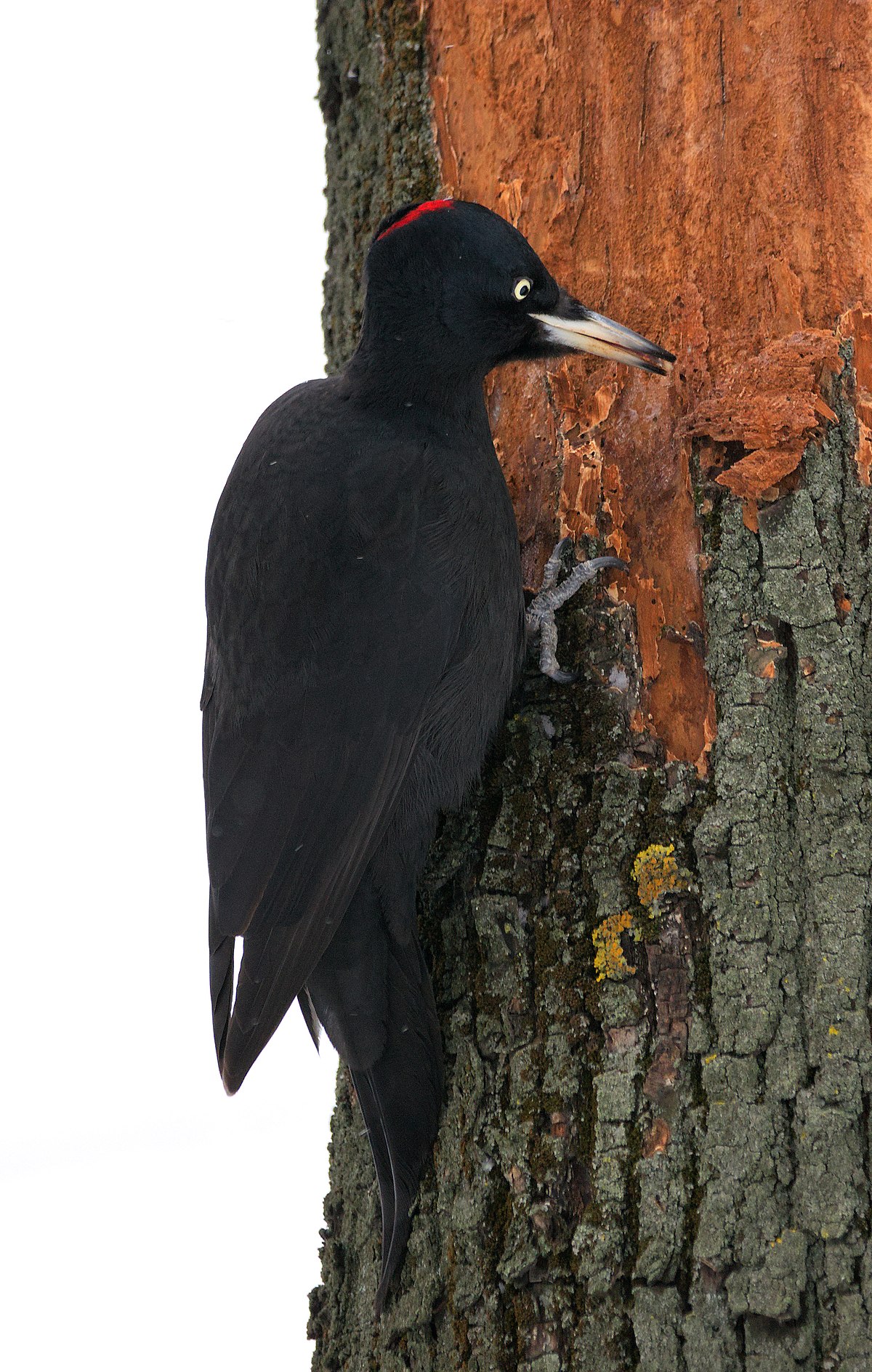 Black Woodpecker