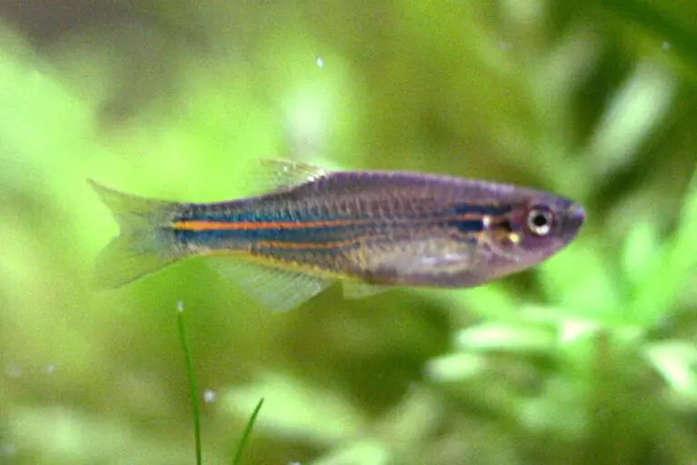 Blue Danio