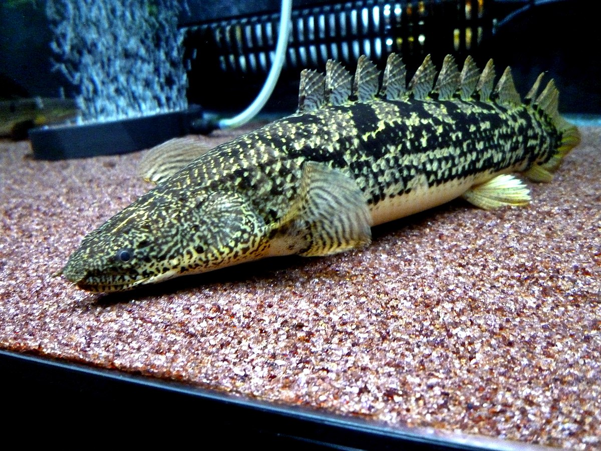 Bichir