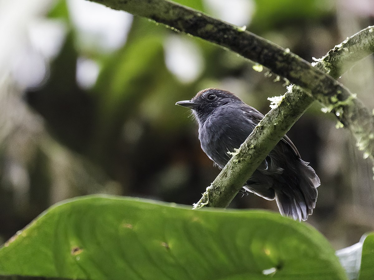 Bicolored Antvireo