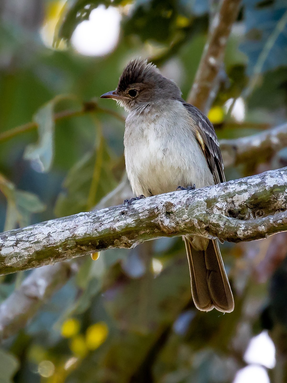 Brownish Elaenia