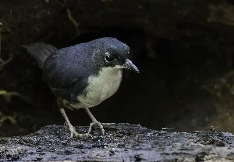 Bahia Tapaculo