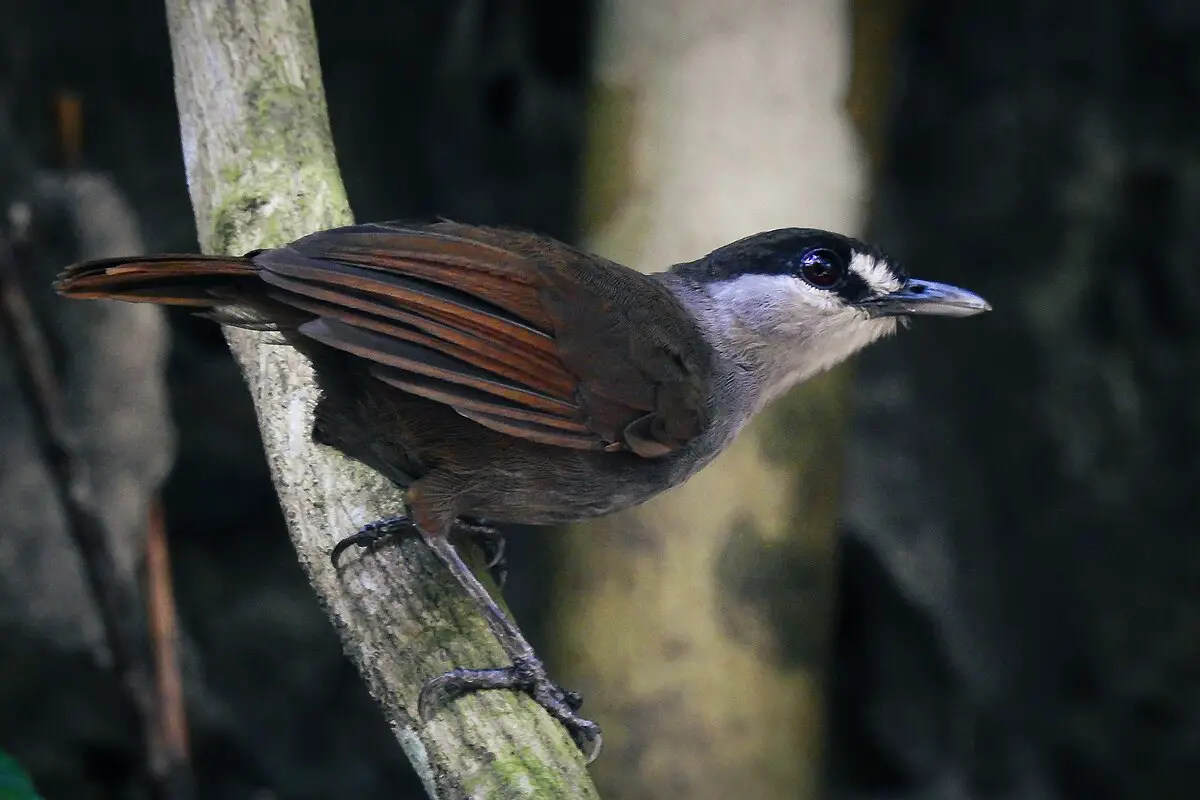 Black-Browed Babbler