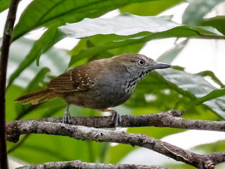 Brown-Bellied Stipplethroat