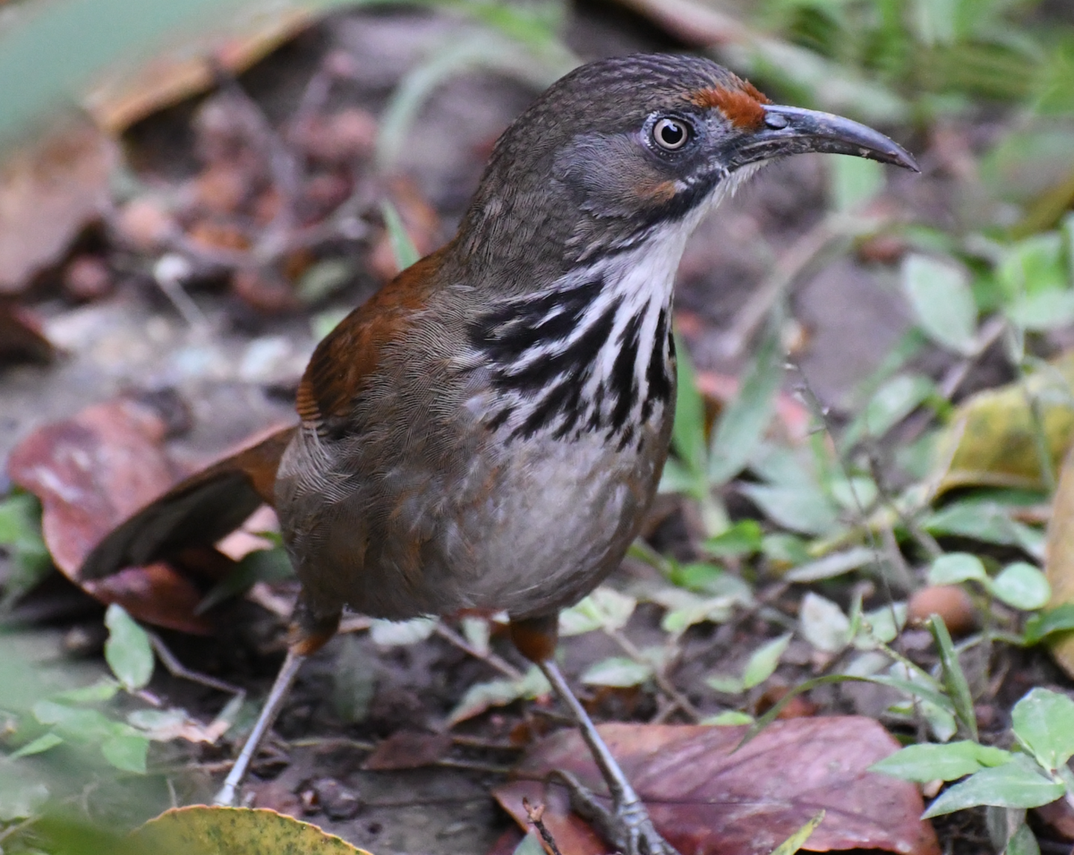 Black-Necklaced Scimitar Babbler