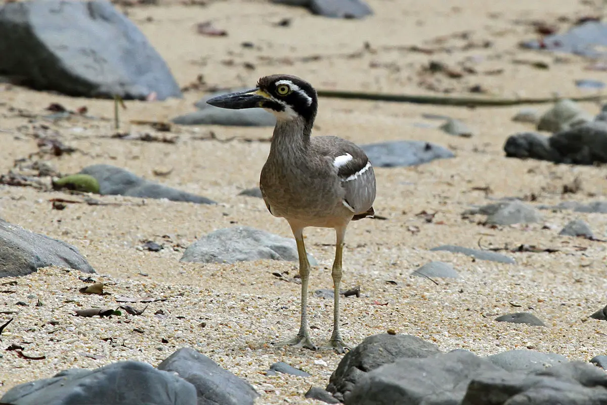 Beach Stone-Curlew