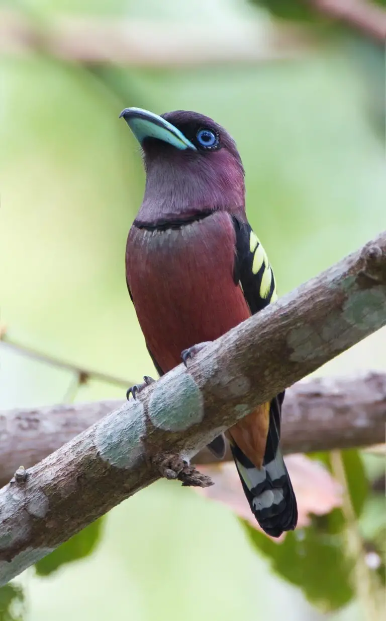 Banded Broadbill