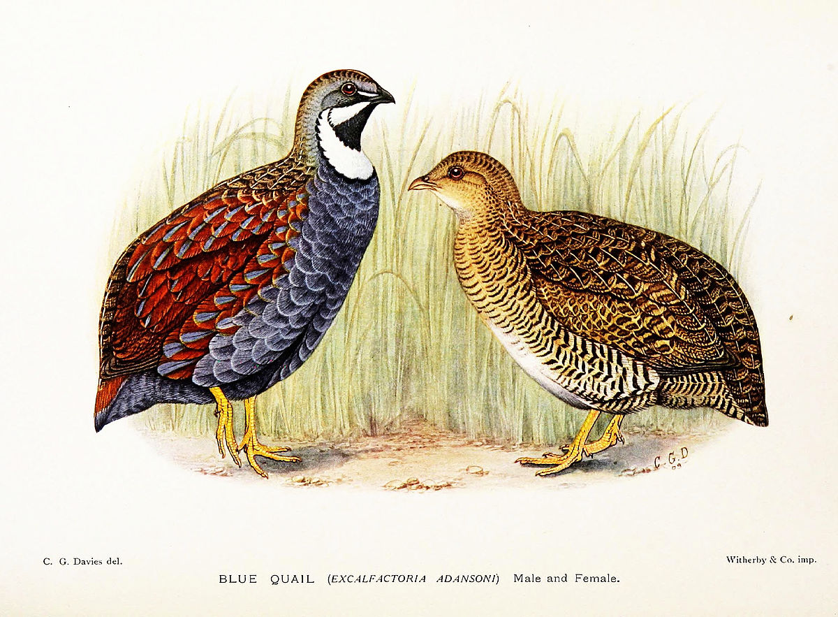 Blue Quail