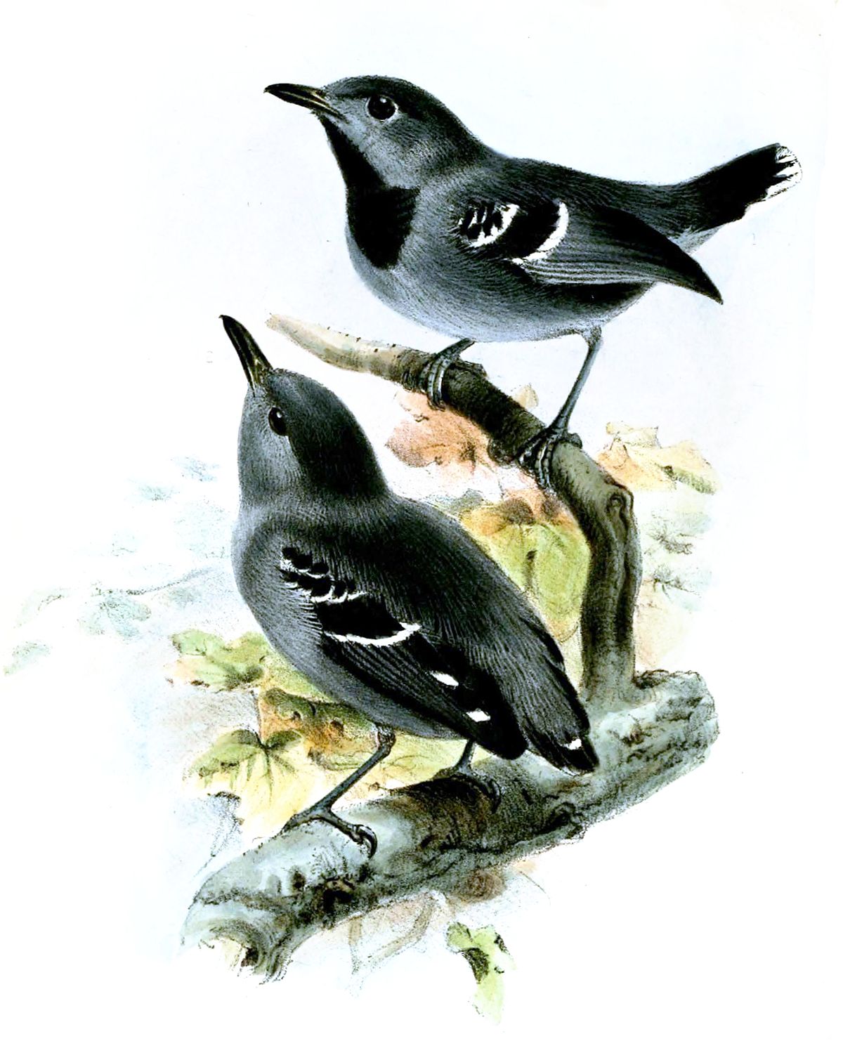 Band-Tailed Antwren