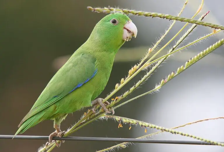 Blue-Winged Parrotlet