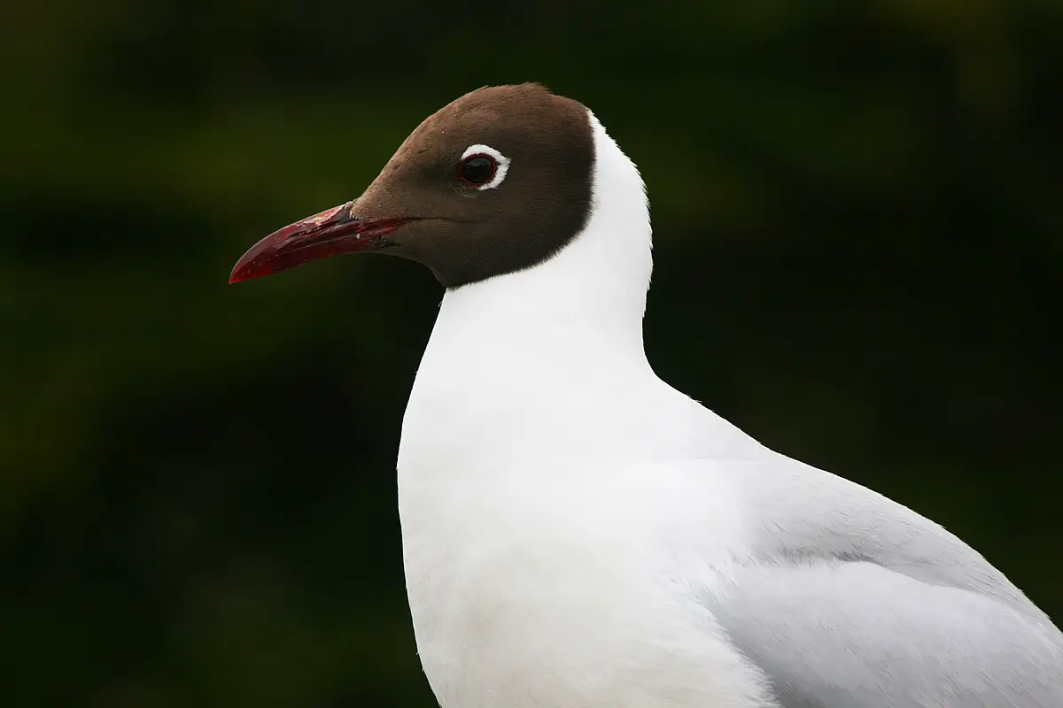 Brown-Hooded Gull