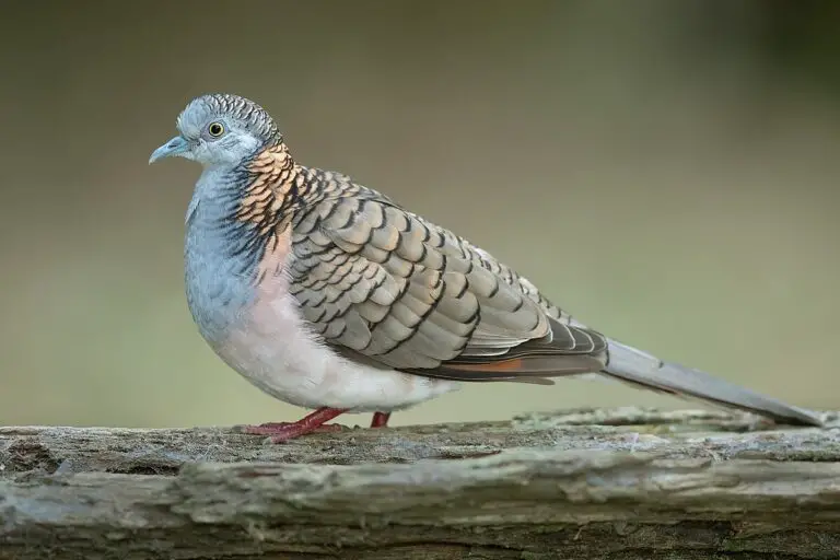 Bar-Shouldered Dove