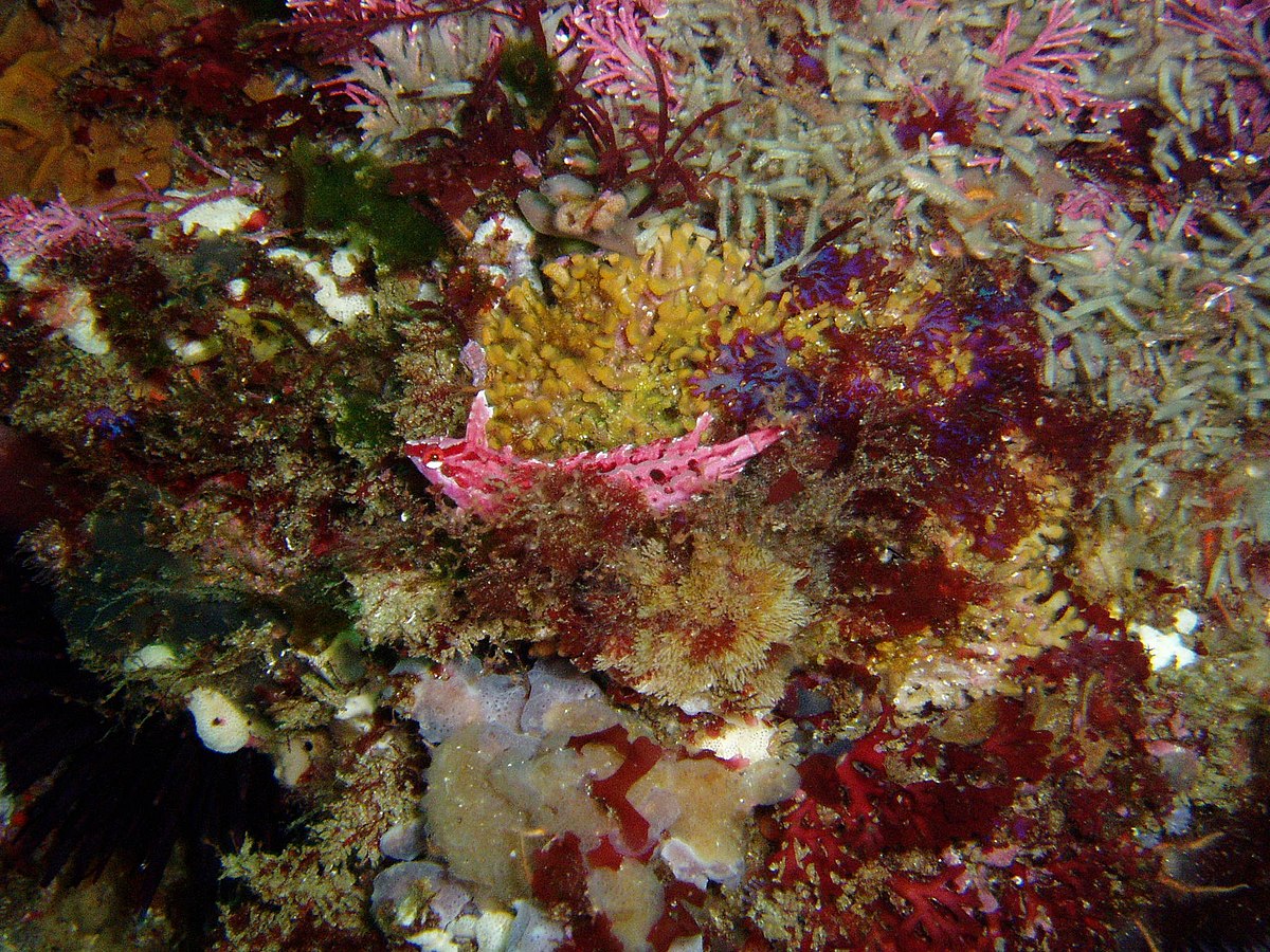 Crevice Kelpfish