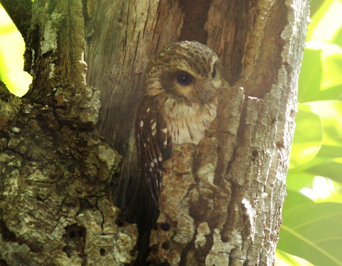 Bare-Legged Owl