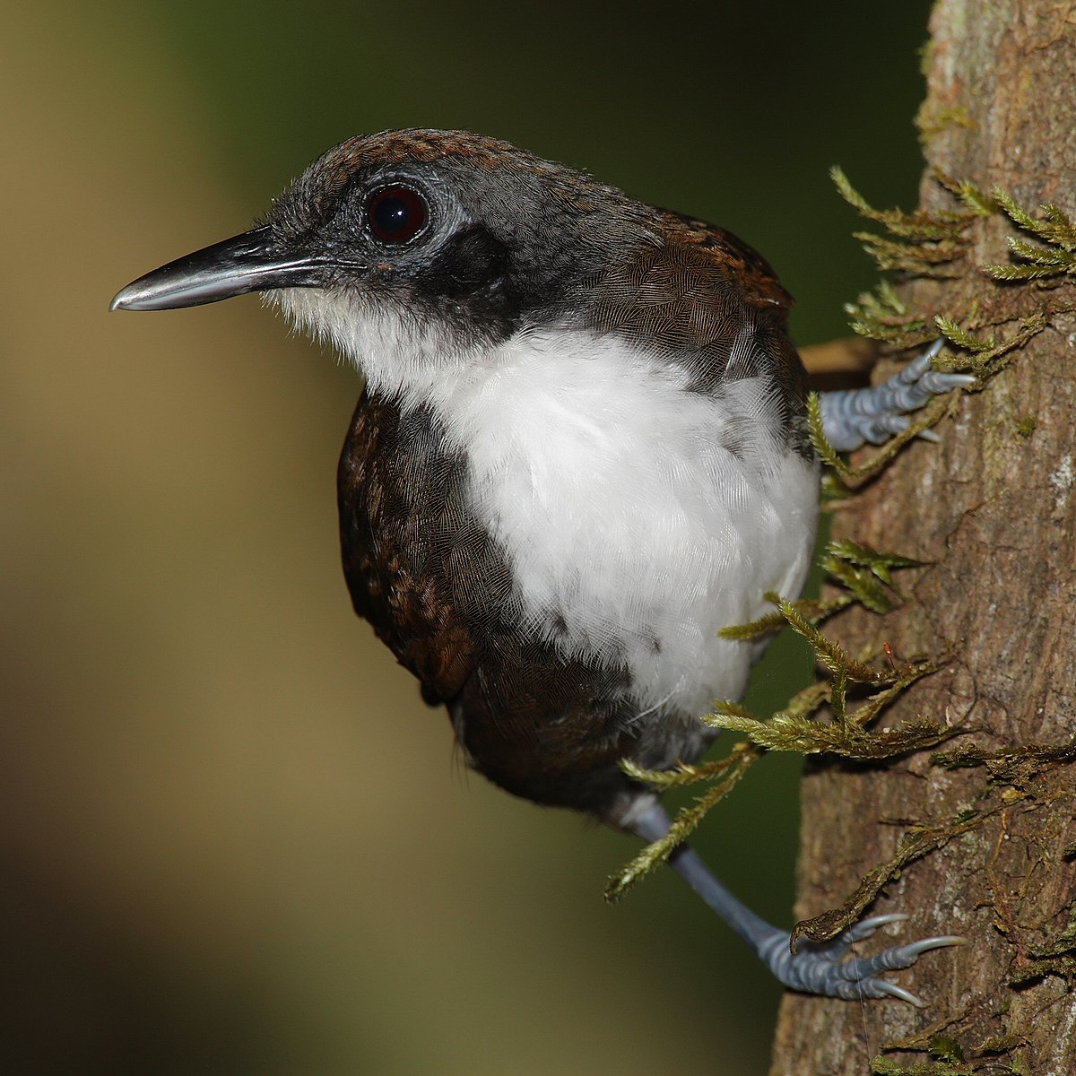 Bicolored Antbird