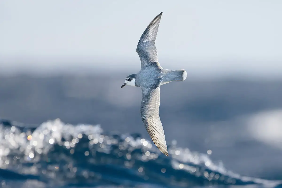 Blue Petrel