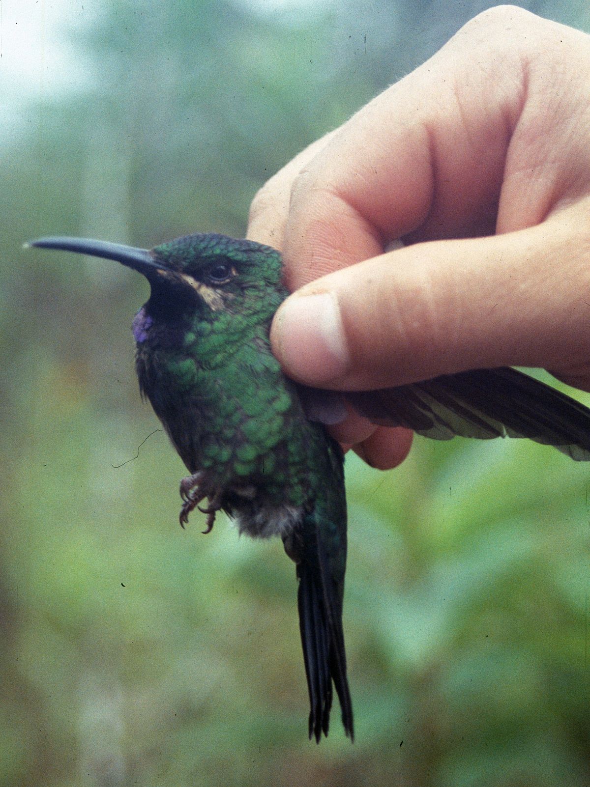 Black-Throated Brilliant