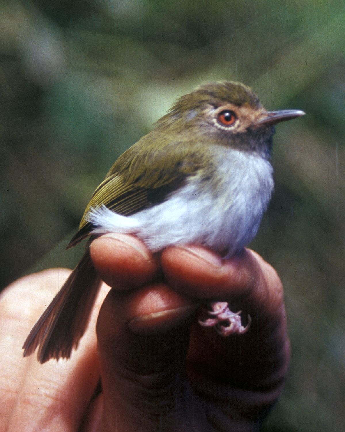 Black-Throated Tody-Tyrant