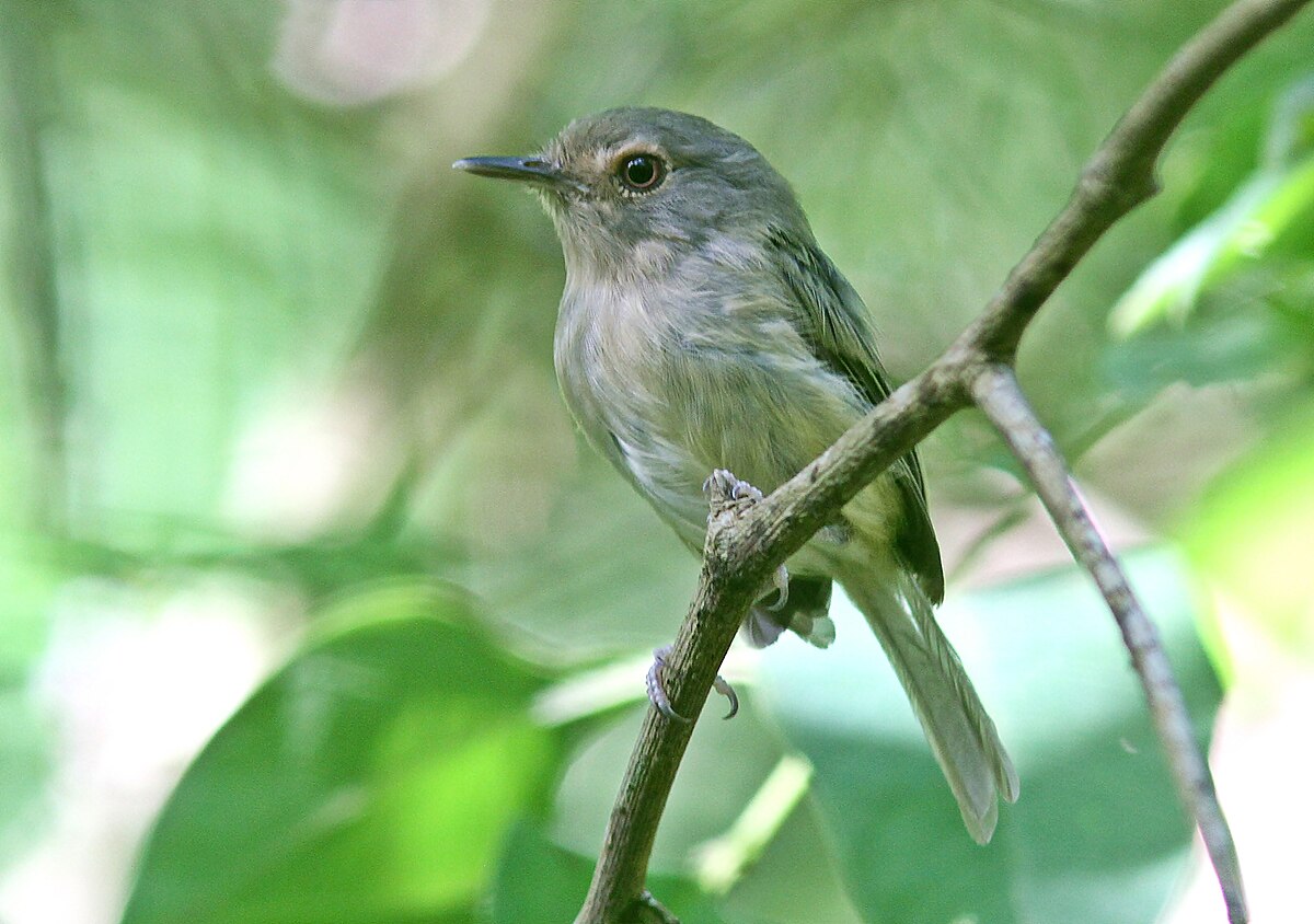 Buff-Breasted Tody-Tyrant