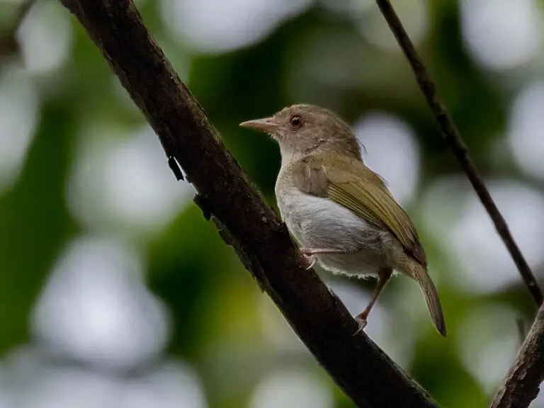 Brown-Headed Greenlet