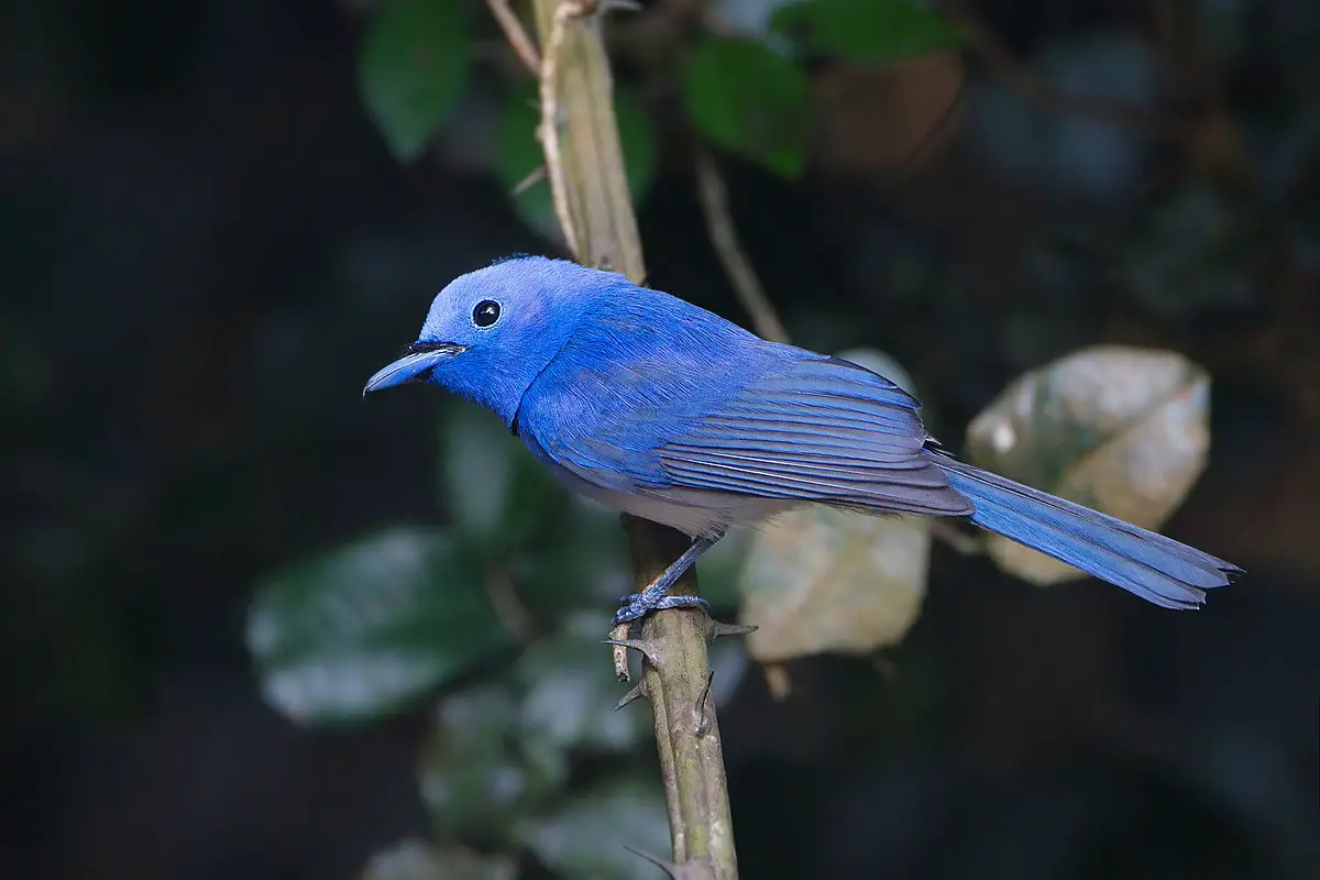 Black-Naped Monarch