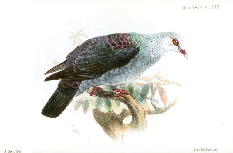 Andaman Wood Pigeon