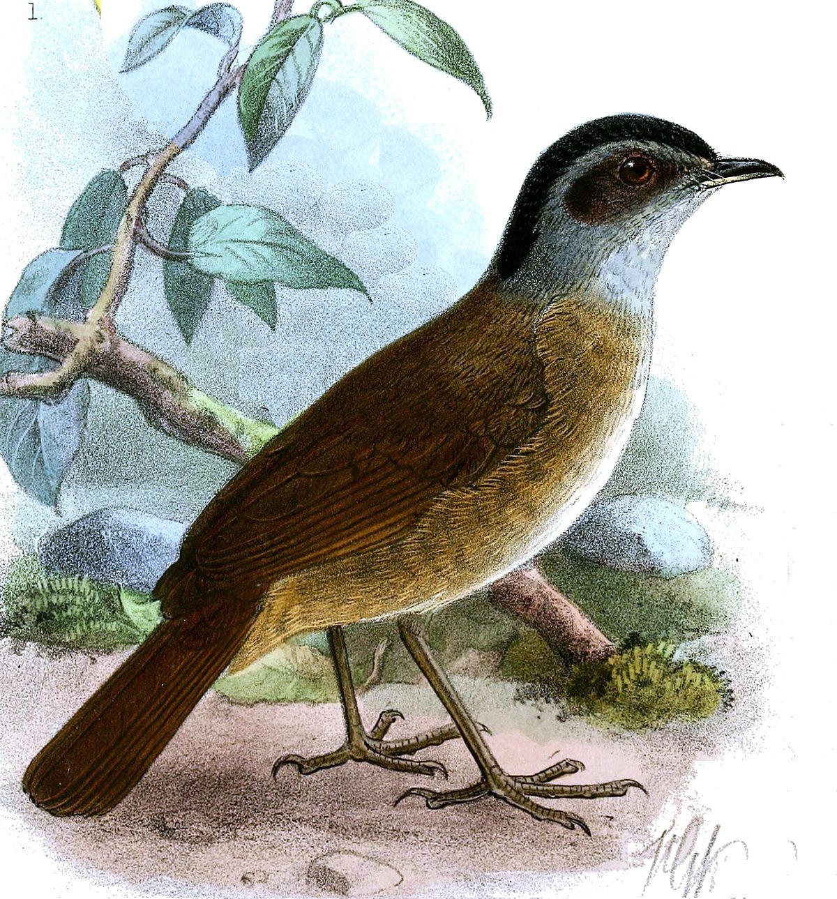 Blackcap Illadopsis