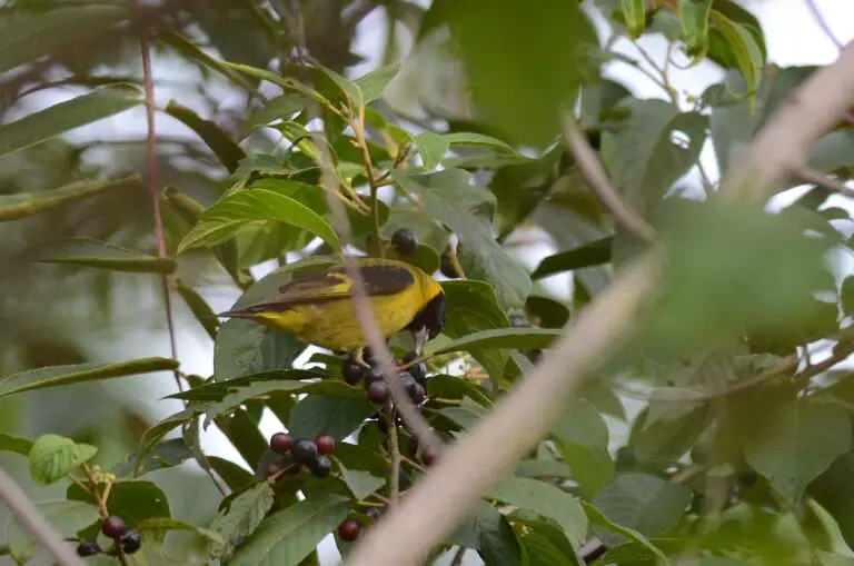 Black-Headed Siskin