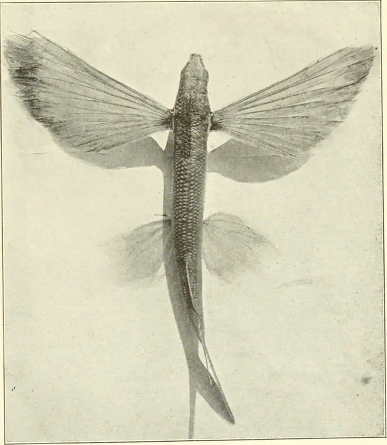 California Flyingfish