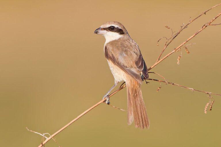 Brown Shrike