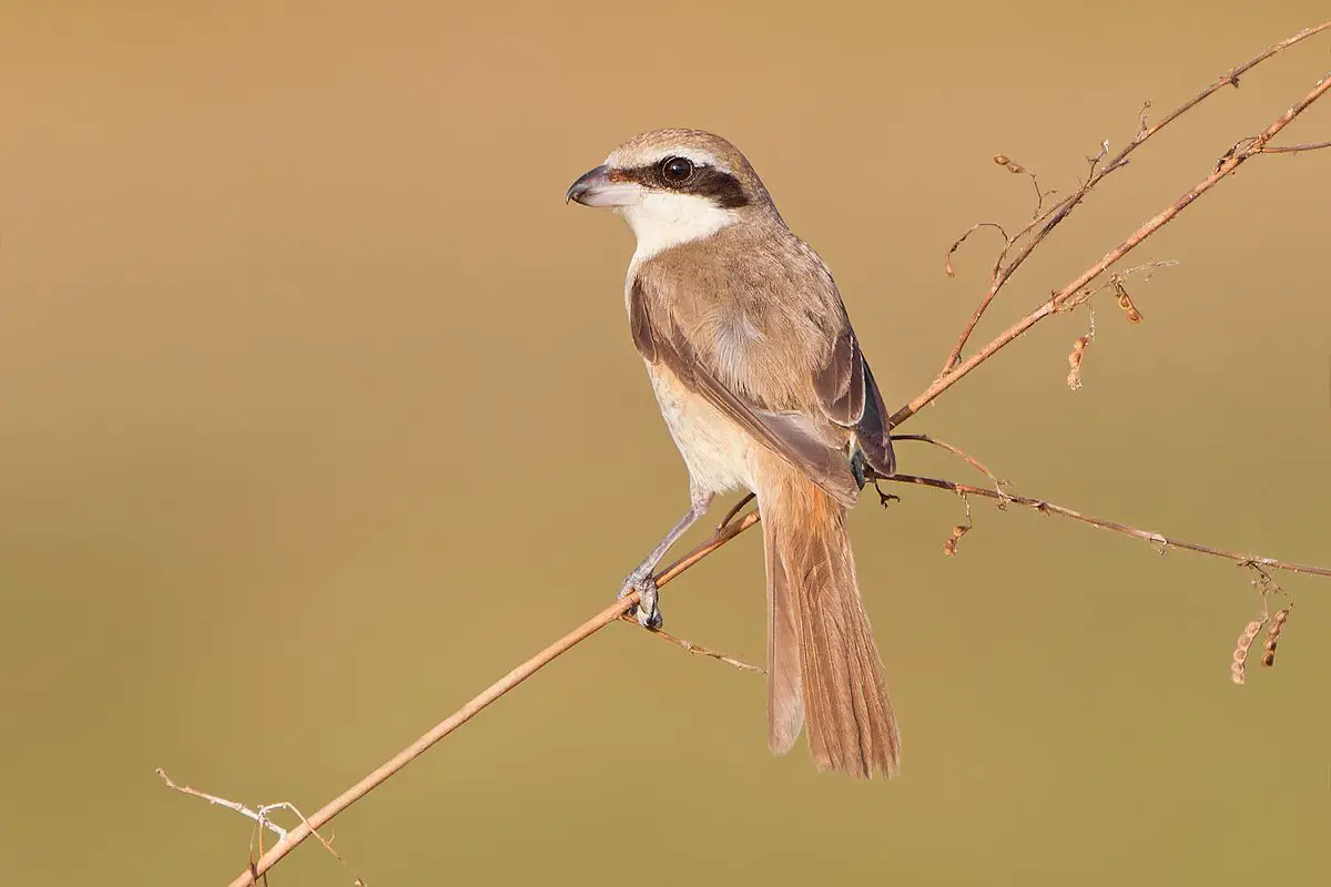 Brown Shrike