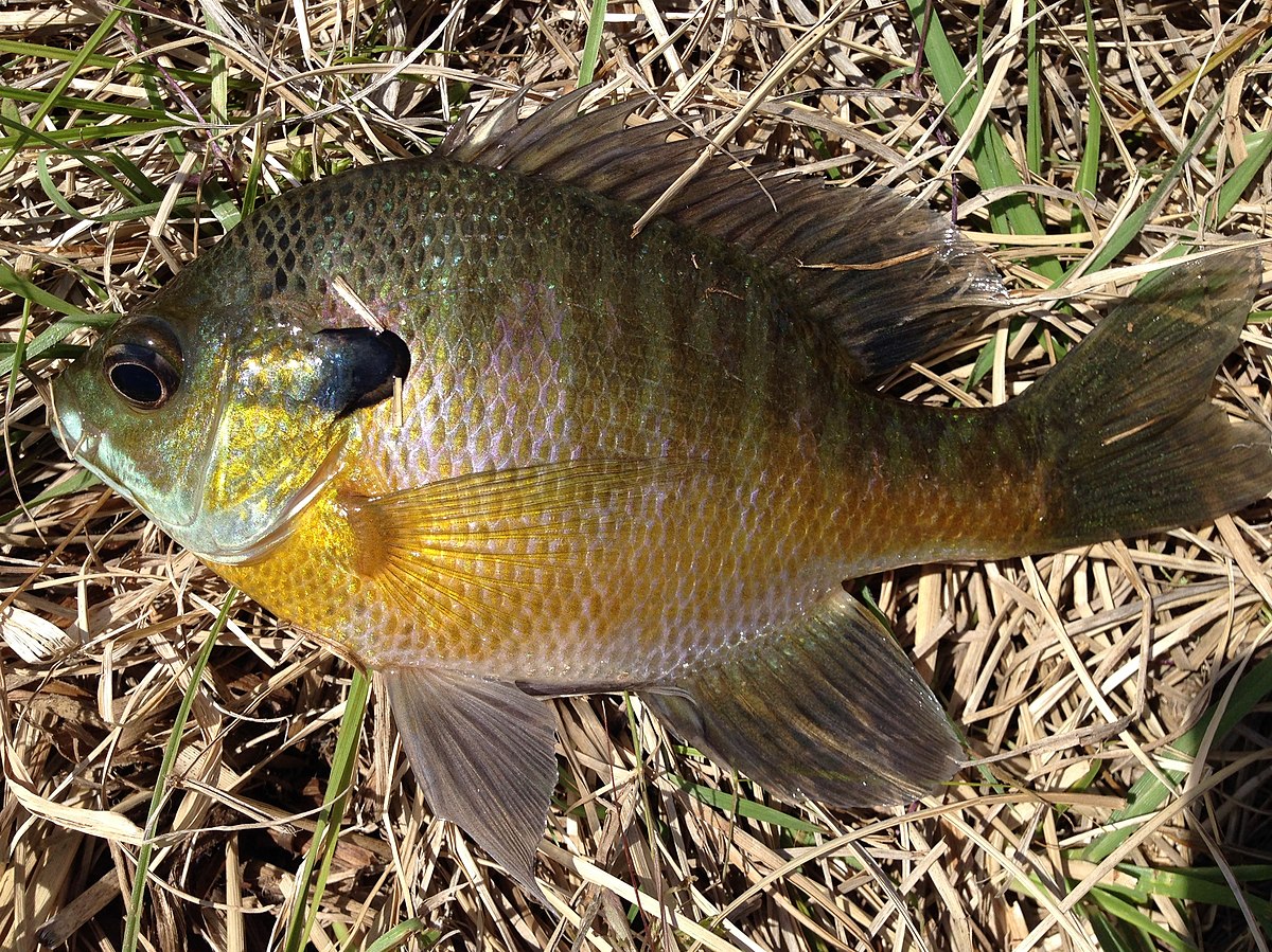 Bluegill