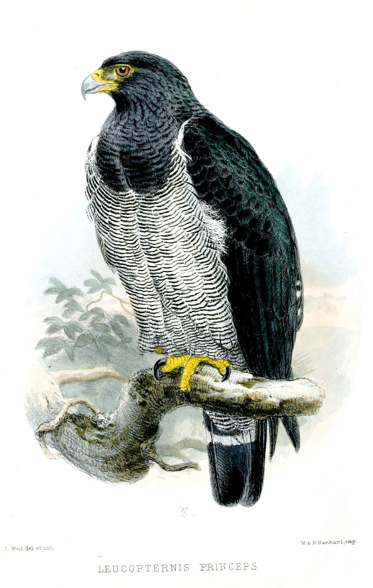 Barred Hawk