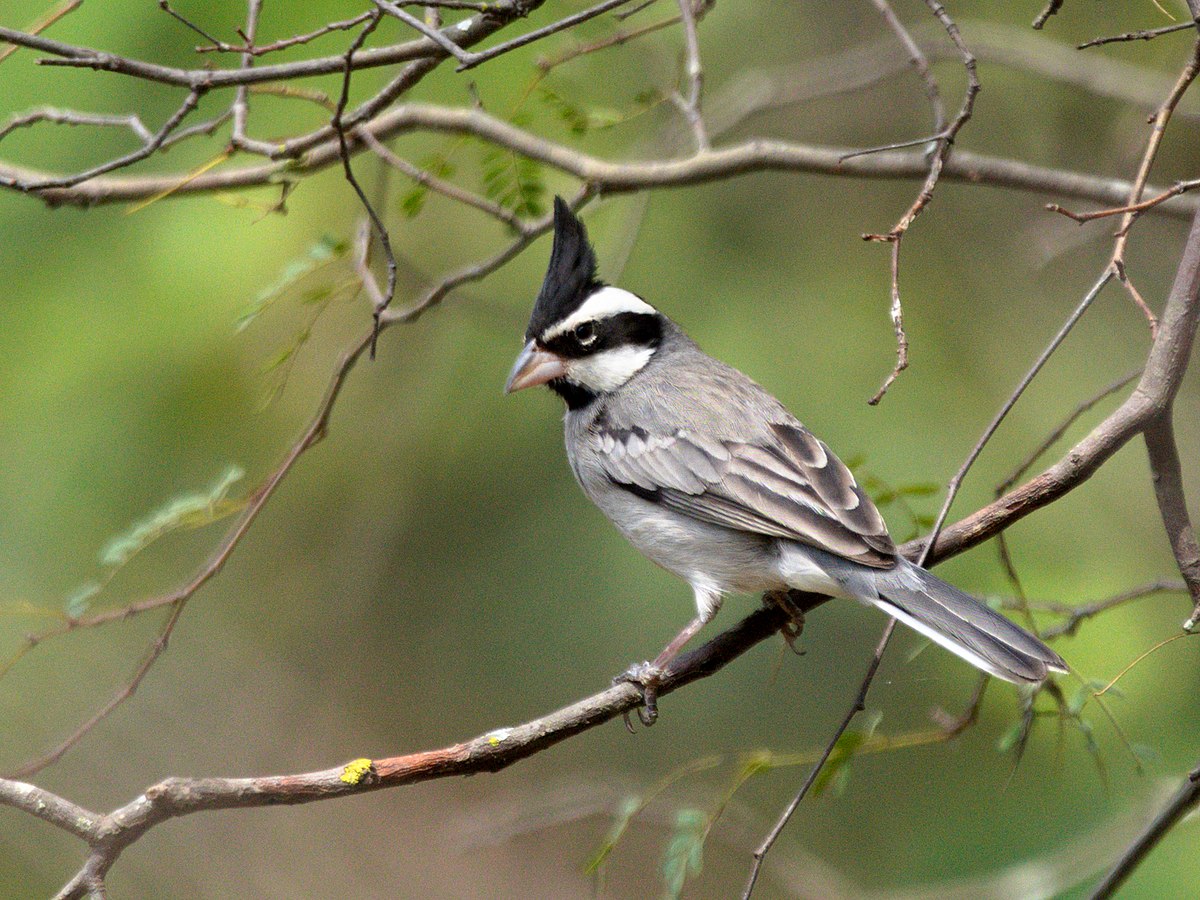 Black-Crested Finch