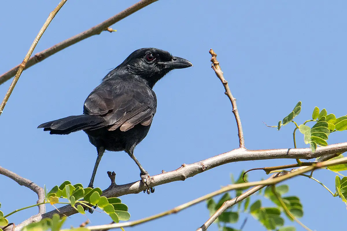 Black Boubou