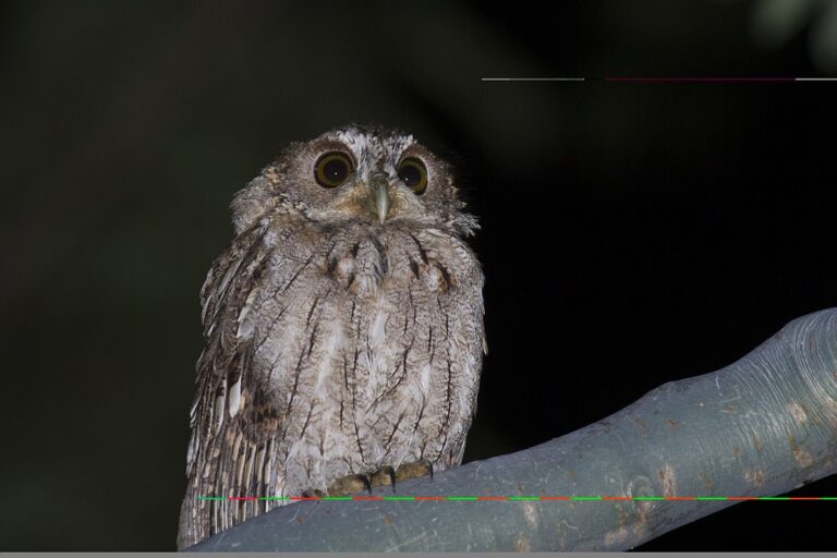 Balsas Screech Owl