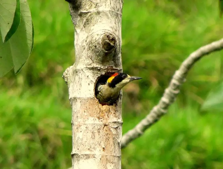 Beautiful Woodpecker