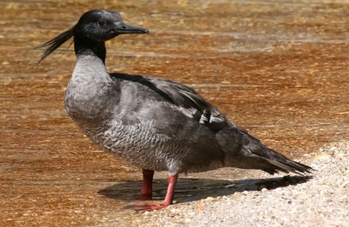 Brazilian Merganser